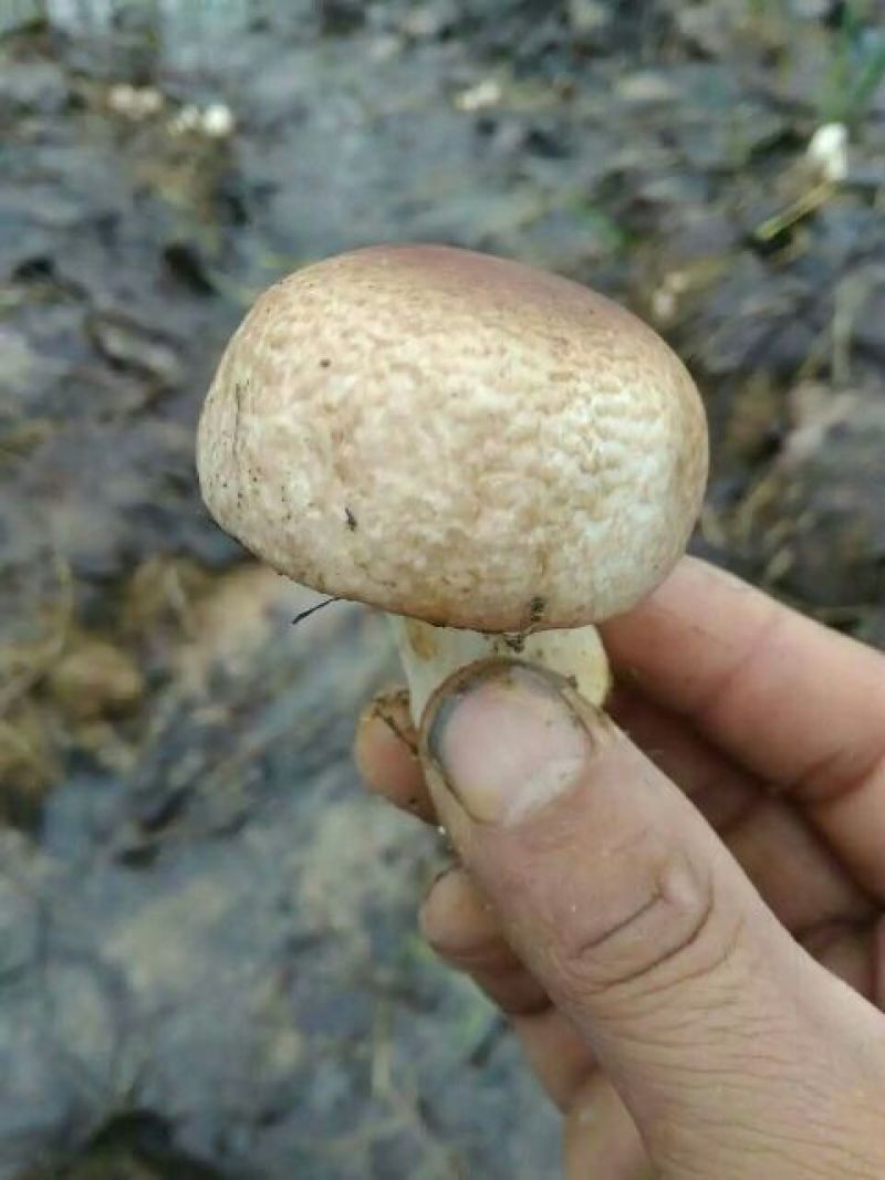 蘑菇，鲜蘑菇，食用菌，新鲜鲜姬松茸