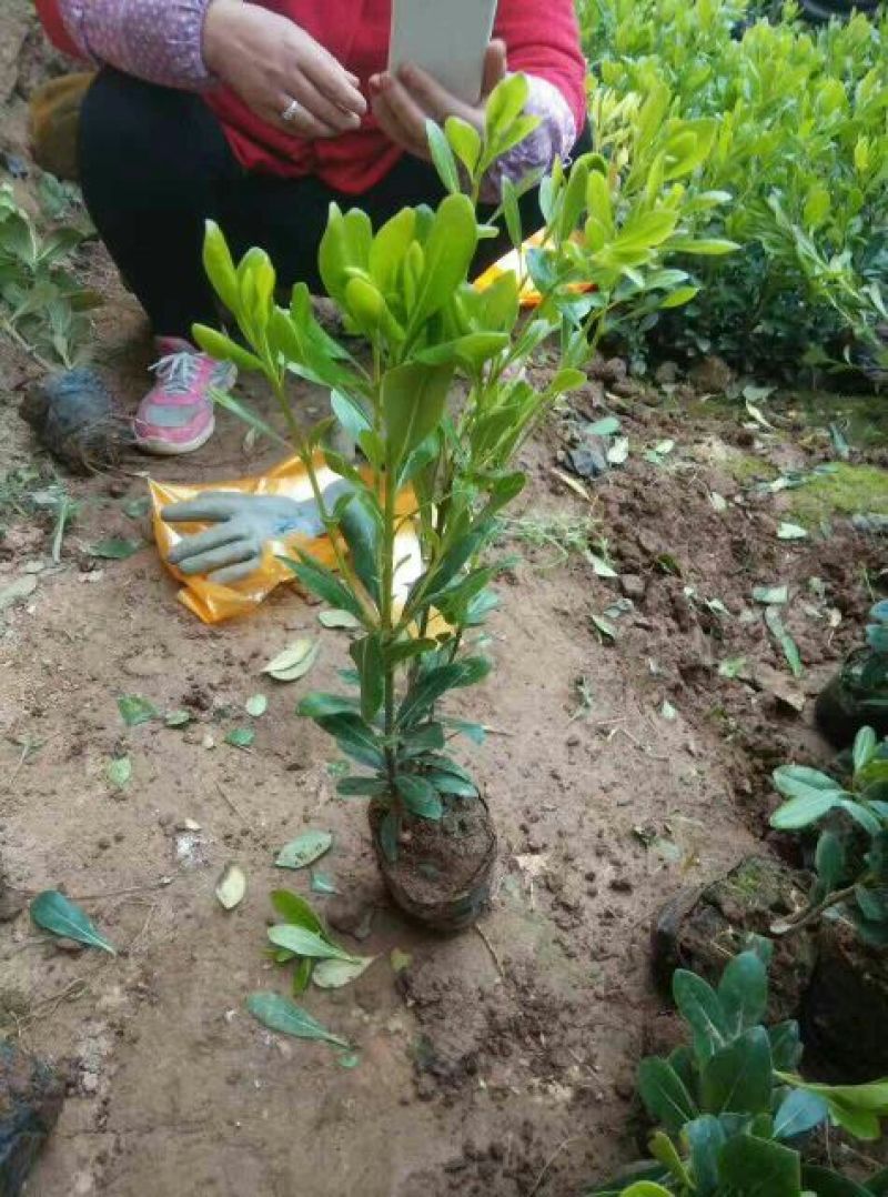 营养杯海桐高30cm-50cm高，工程绿化苗现挖现发