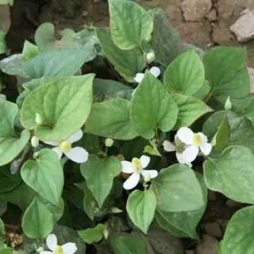 鱼腥草塑料袋