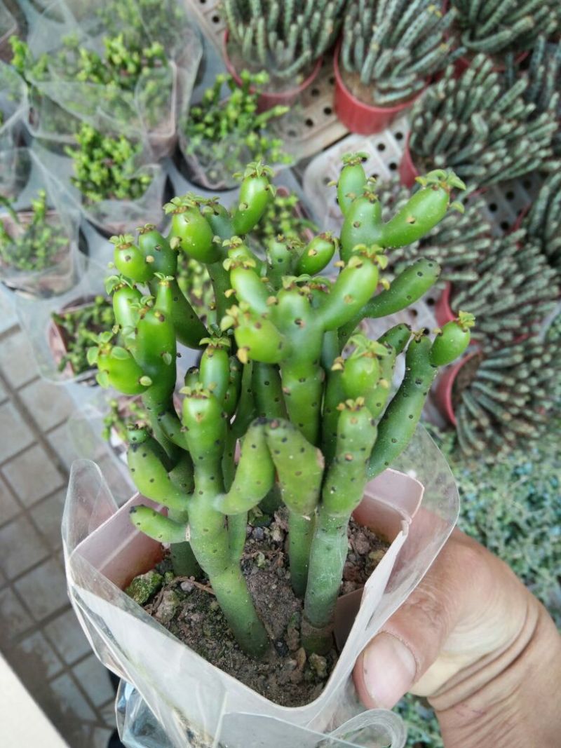 仙人球球形价格合理规格齐全发货及时质量保证