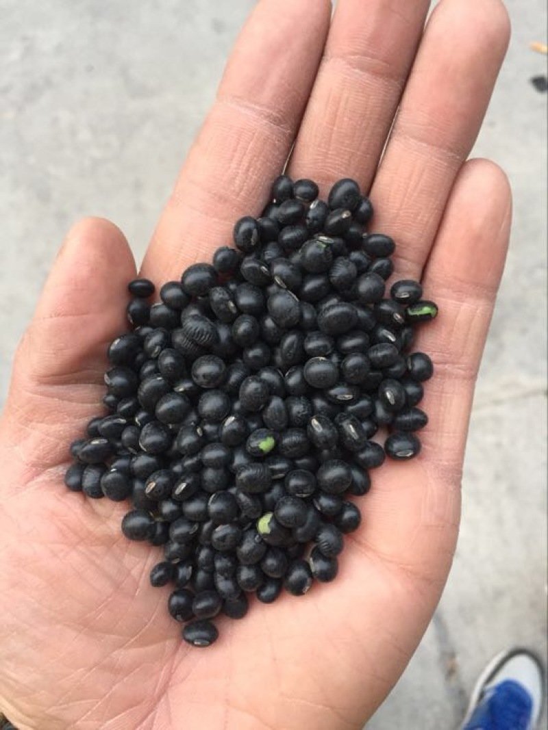 精品一级黑豆👉销往全国各地量大从优欢迎打扰