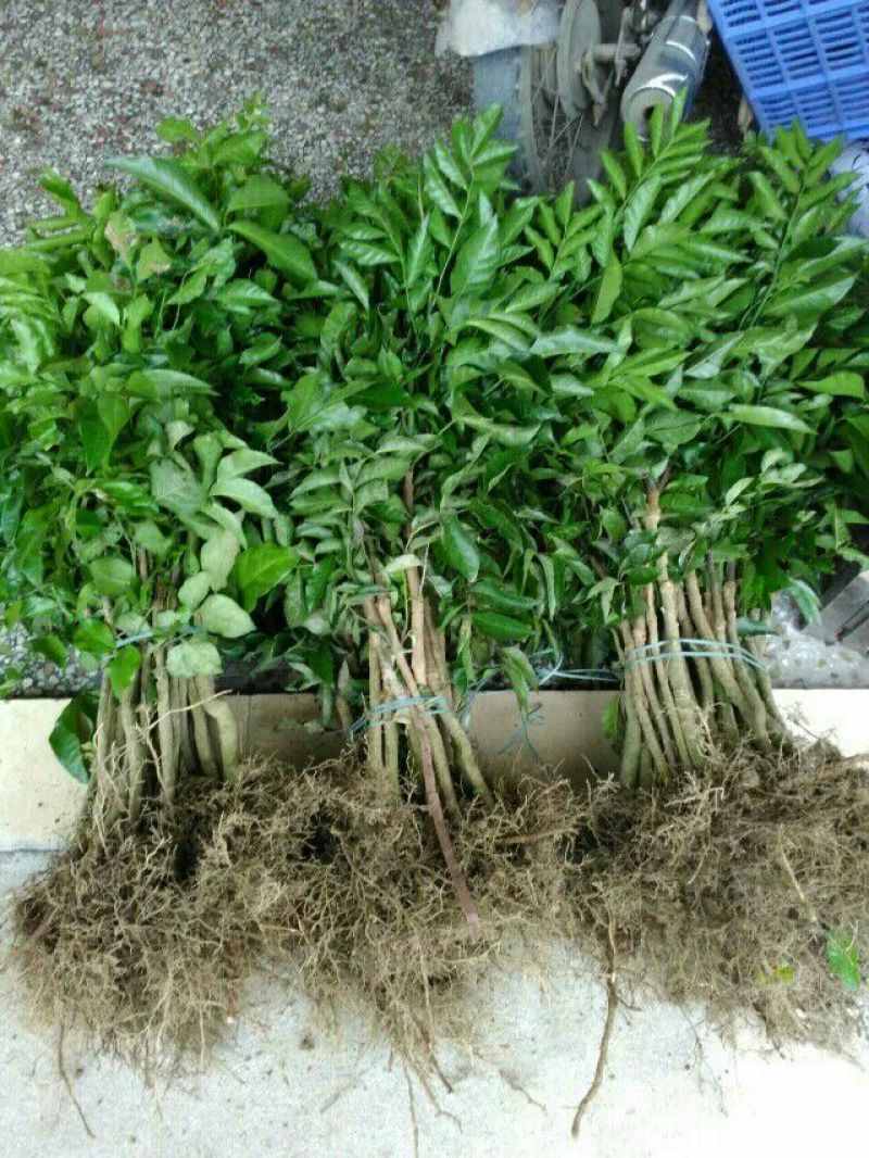 黄皮果苗鸡心黄皮苗