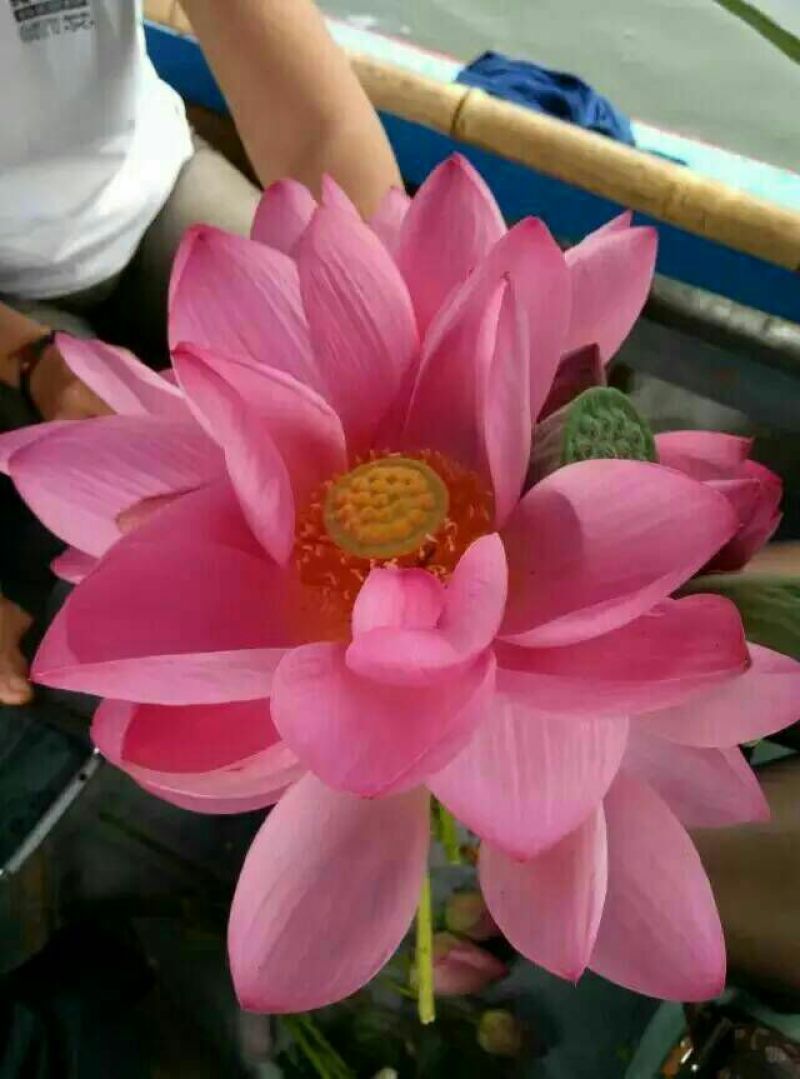 盆栽荷花20~30cm
