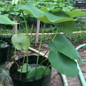 盆栽荷花20~30cm