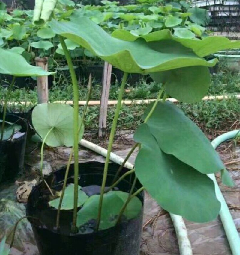 盆栽荷花20~30cm