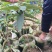 西瓜番石榴苗50~80cm