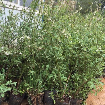 蓝莓苗2年以上50~80cm