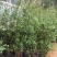 蓝莓苗2年以上50~80cm