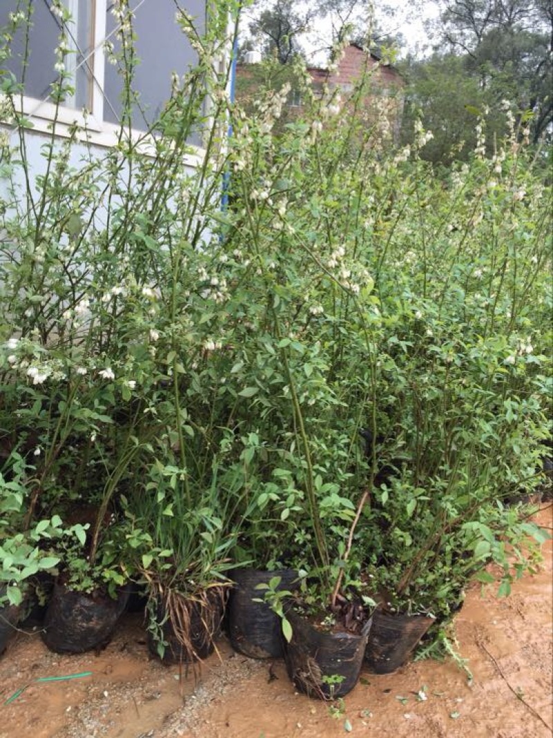 蓝莓苗2年以上50~80cm