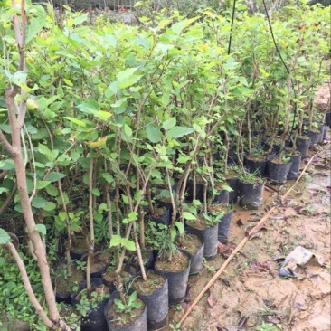 长果桑树苗60cm