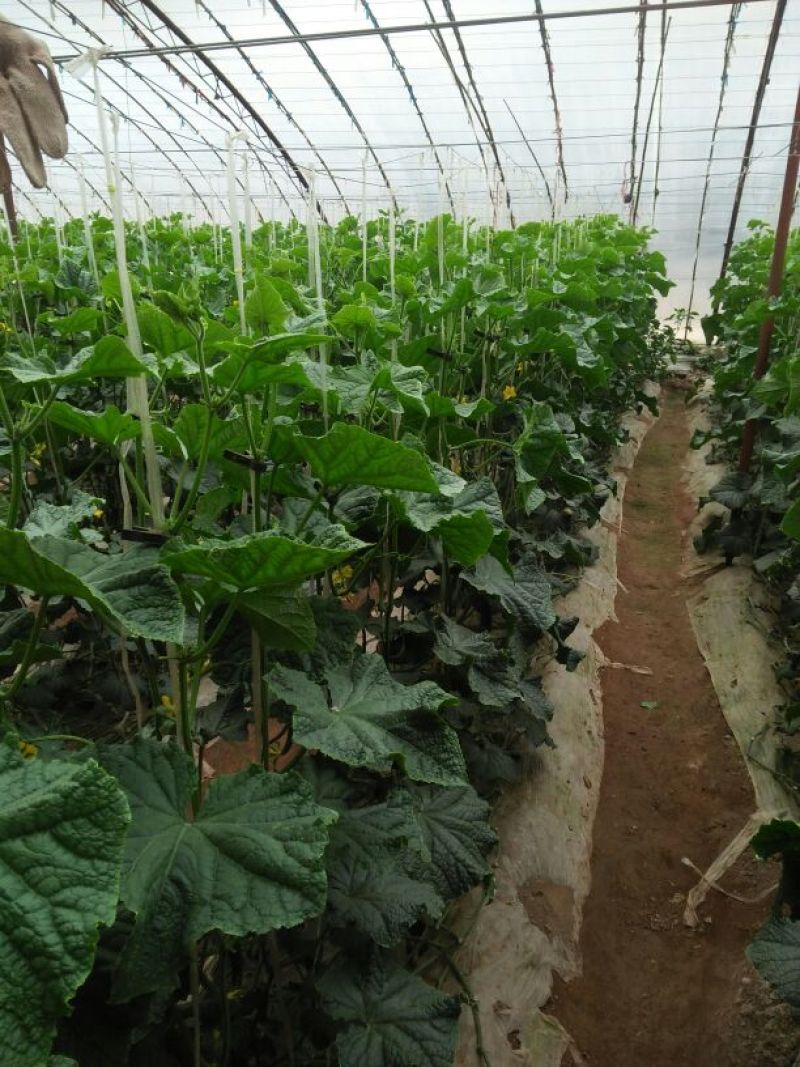 刺黄瓜鲜花带刺22~25公分有须要的马上联系吧。