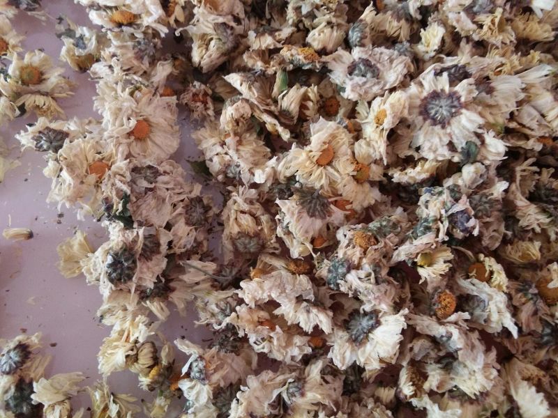 白菊花茶