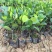 1号菠萝蜜苗稿接树