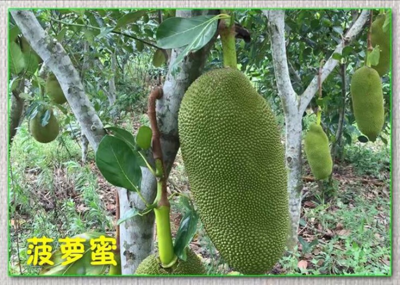 1号菠萝蜜苗稿接树