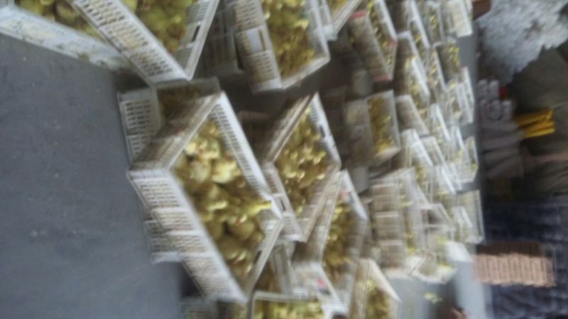 泰州白鹅鹅苗250g以下