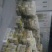 泰州白鹅鹅苗250g以下