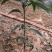 金煌芒树苗1.5~1.8m