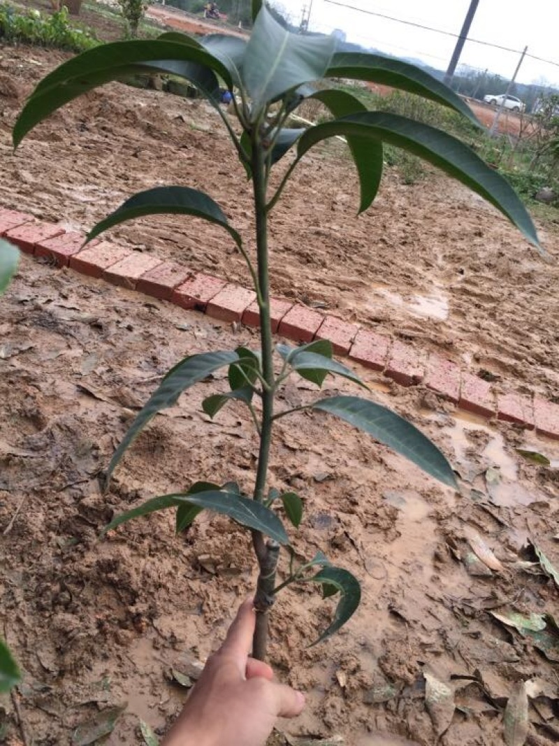 金煌芒树苗1.5~1.8m