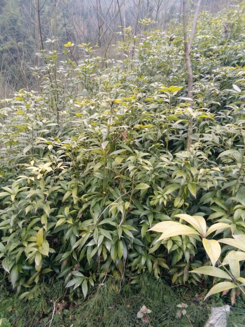 小叶桢楠80~100cm