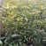 小叶桢楠80~100cm