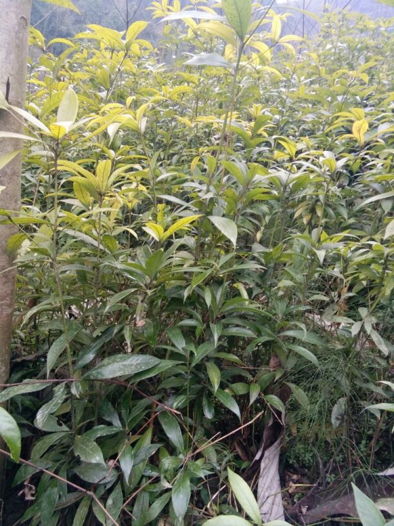 小叶桢楠80~100cm