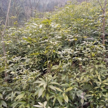小叶桢楠80~100cm