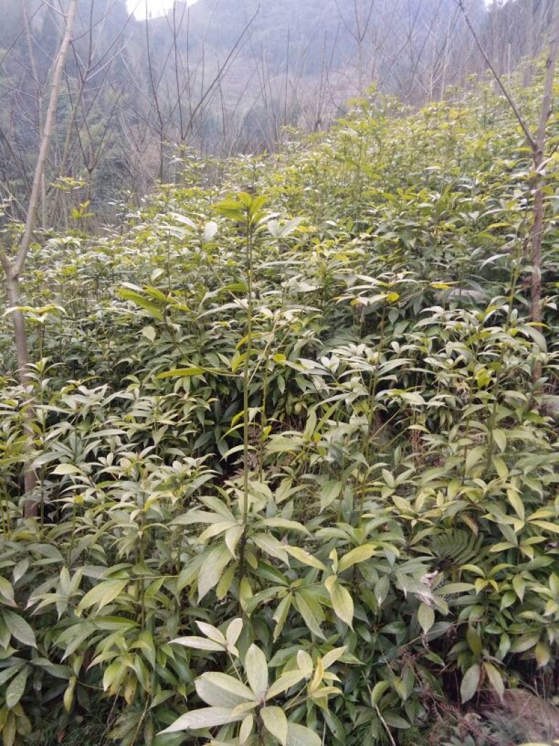 小叶桢楠80~100cm