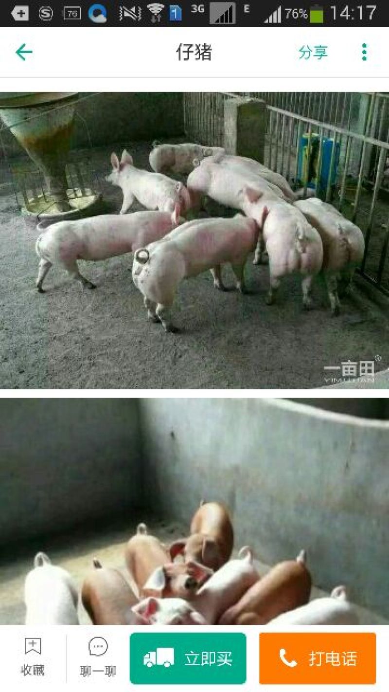 三元仔猪