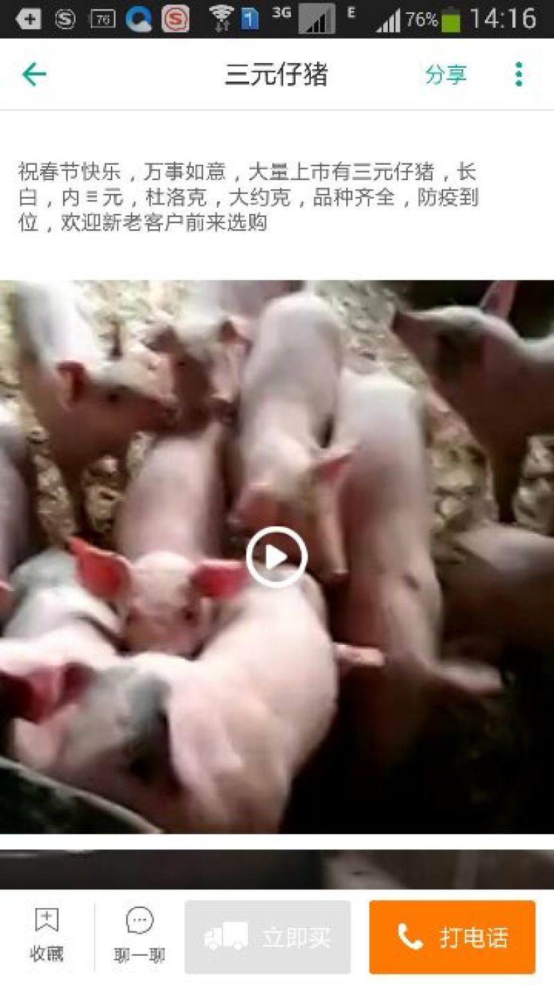三元仔猪