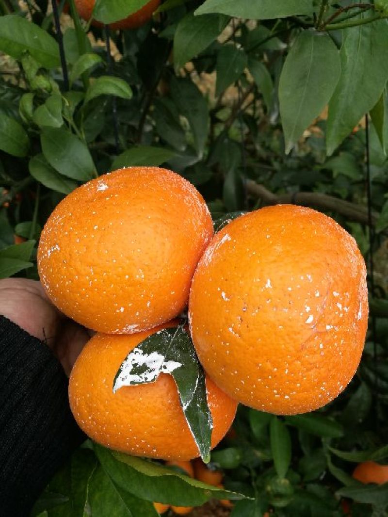 沃柑7~7.5cm