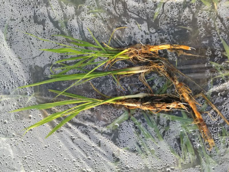 景观专用茭白苗净化水源茭白叶宽大收茭白叶专用