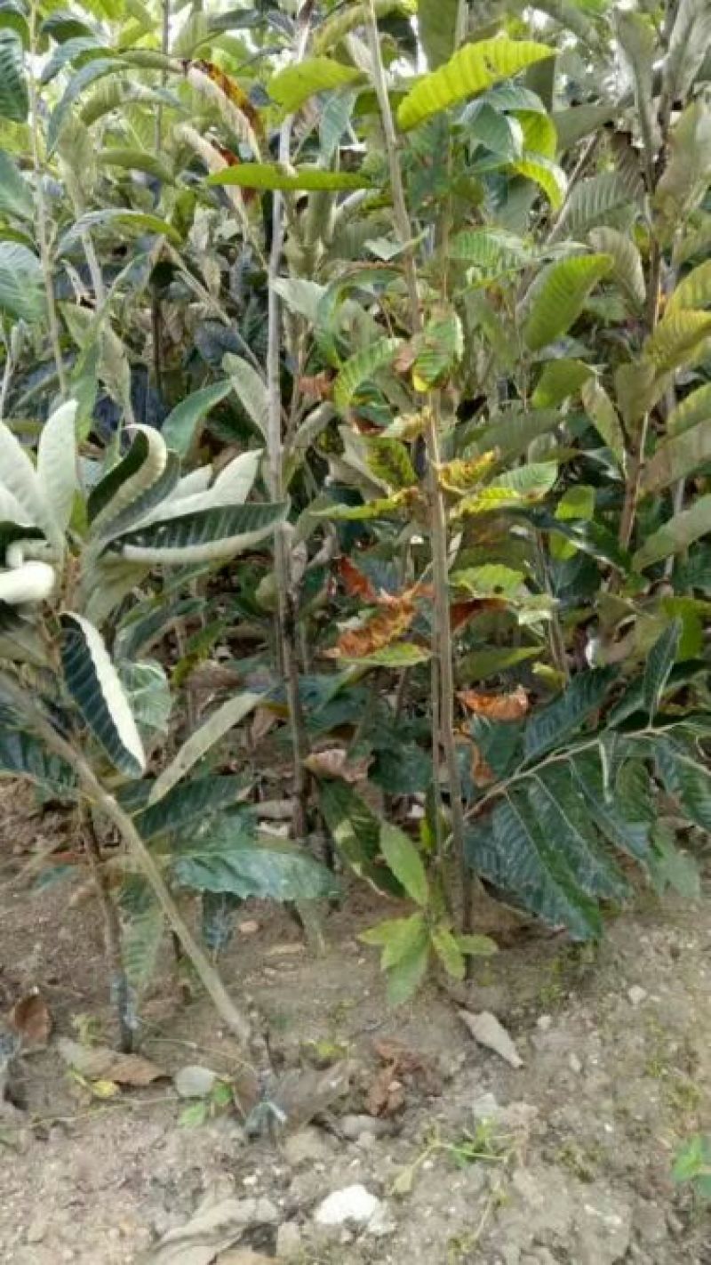 板栗苗50~80cm