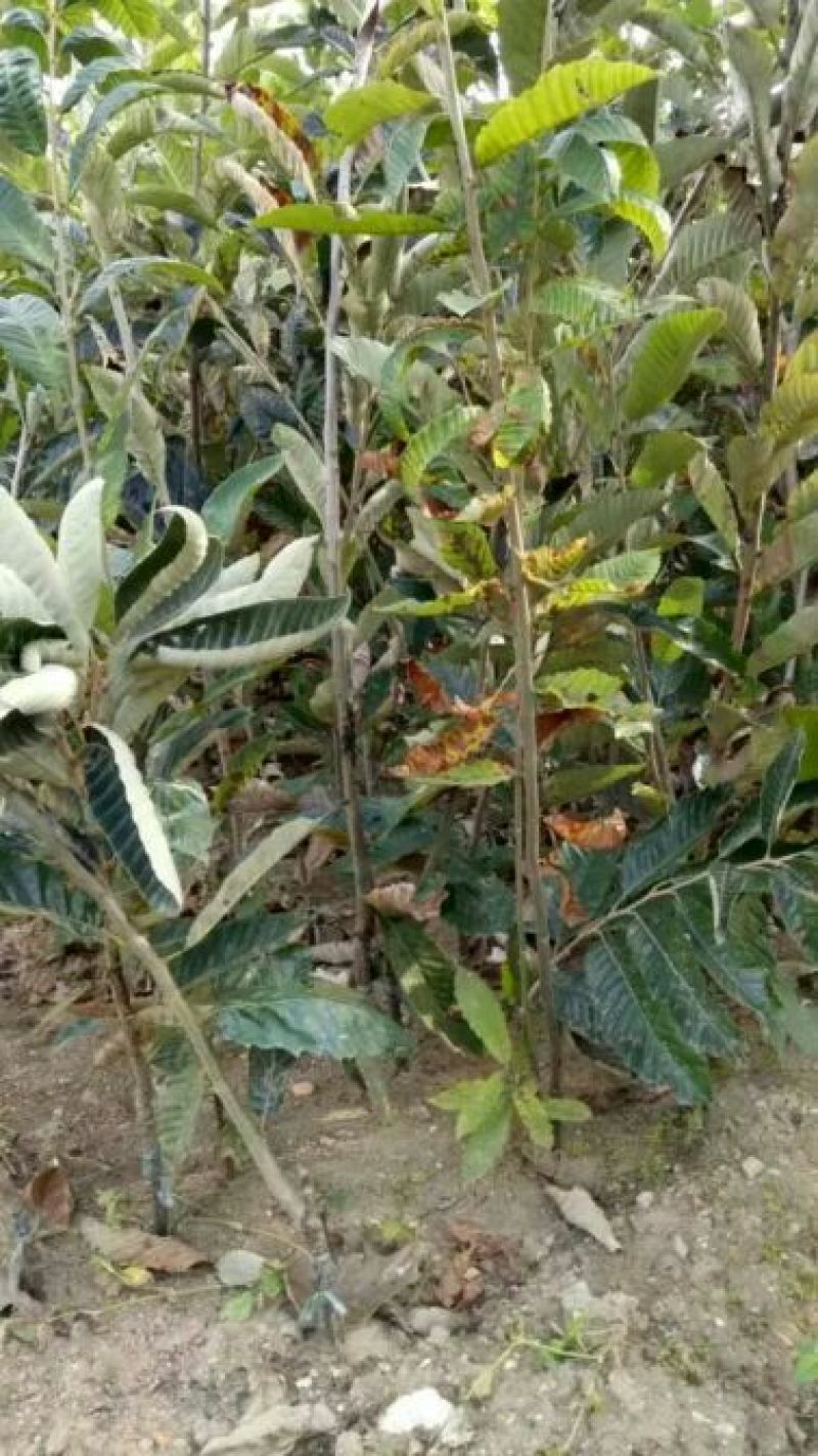 板栗苗50~80cm