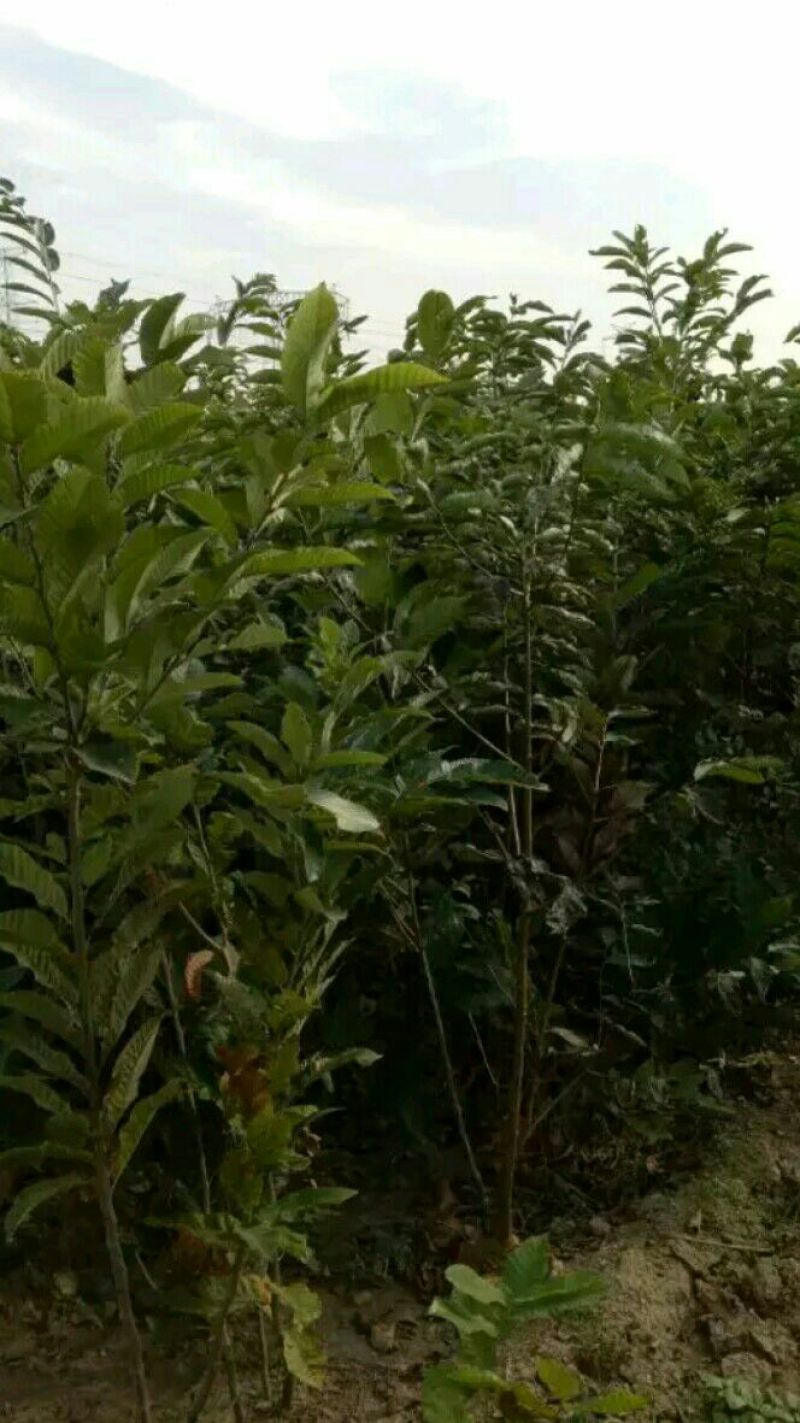 板栗苗50~80cm