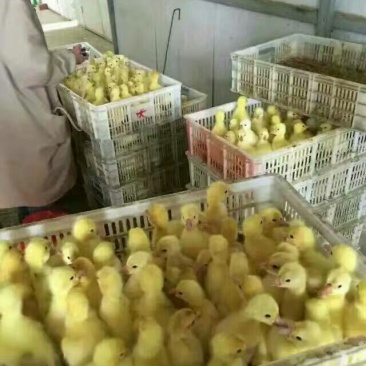 鹅苗