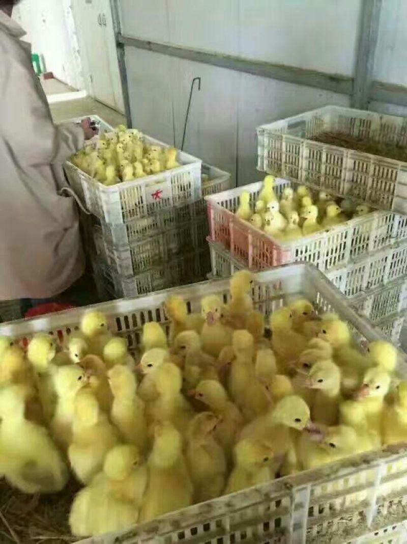鹅苗