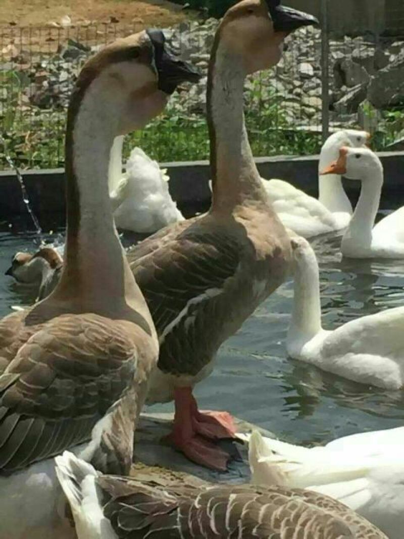鹅苗