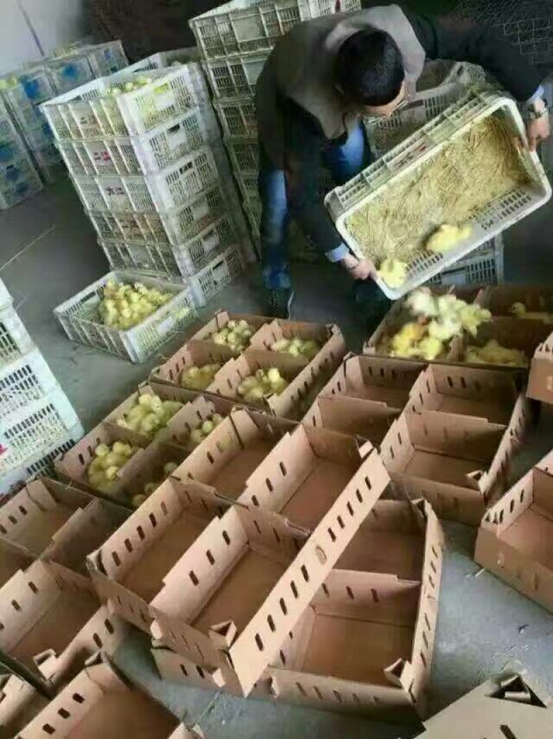鹅苗