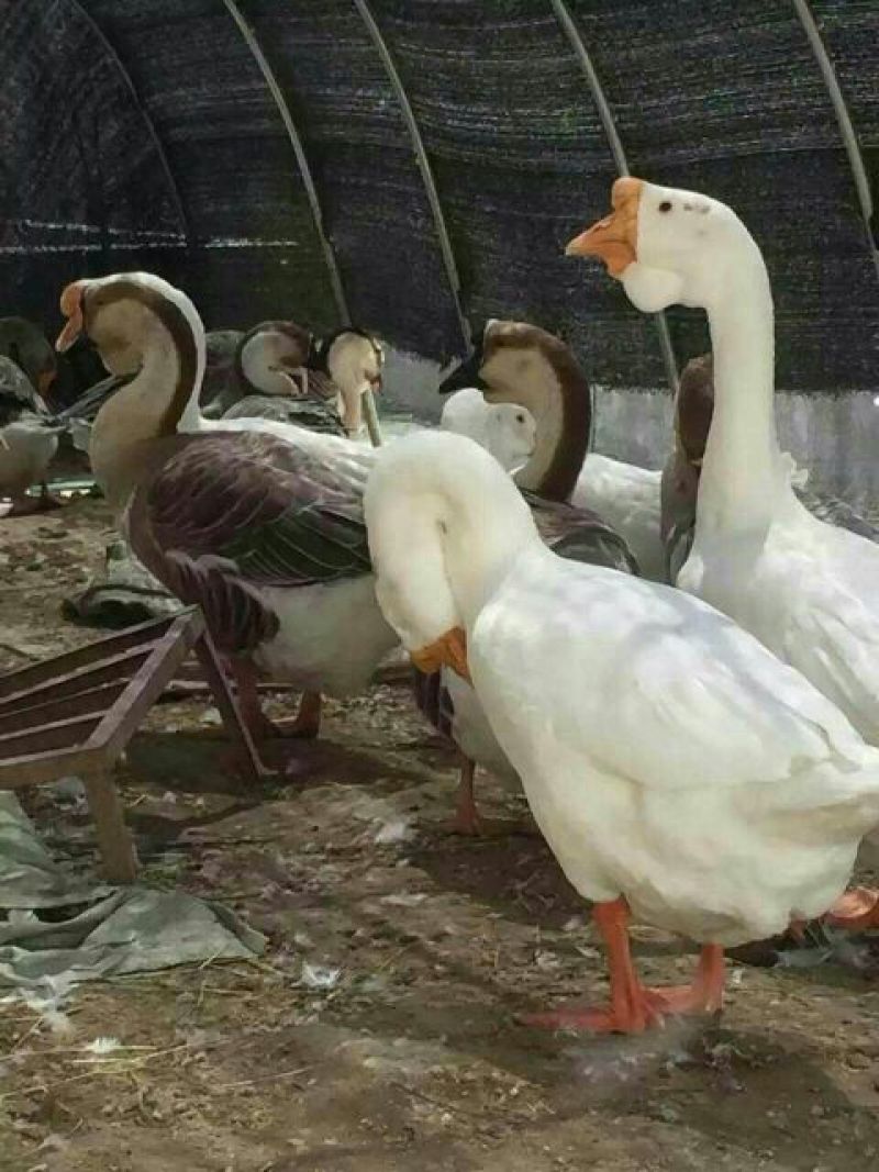 鹅苗