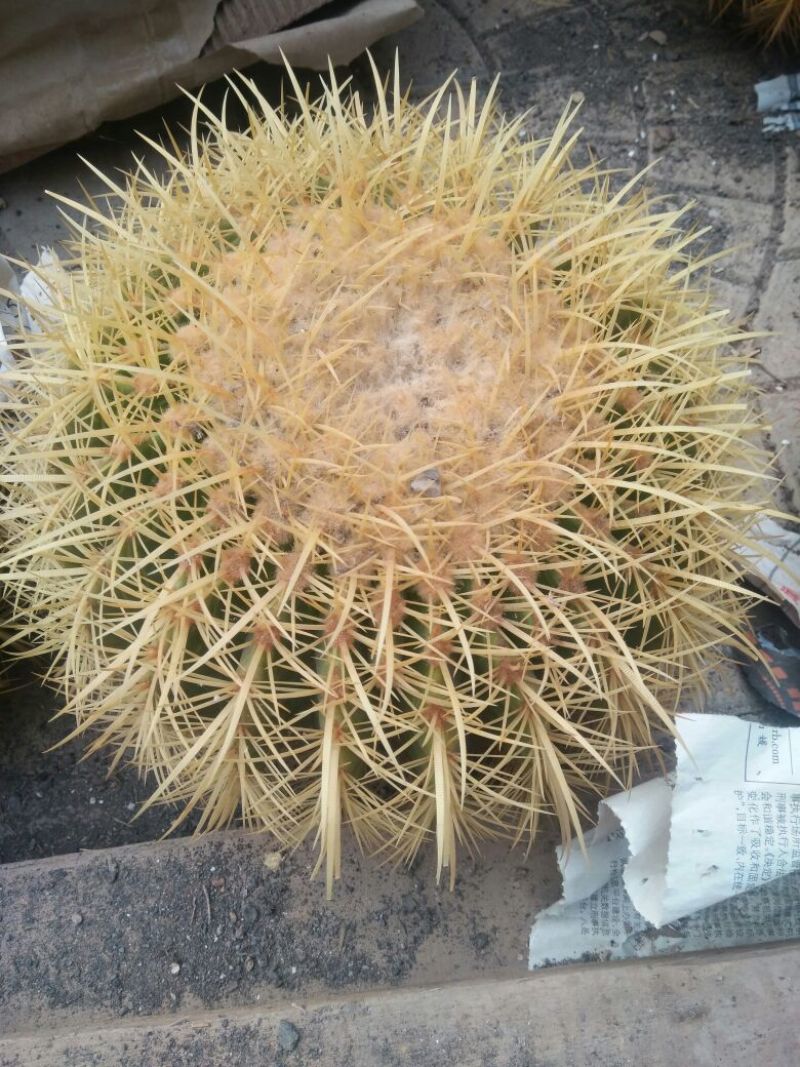 仙人球球形价格合理规格齐全发货及时质量保证