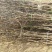 占地枣树苗小枣苗冬枣苗基地直供现挖现发免提供技术