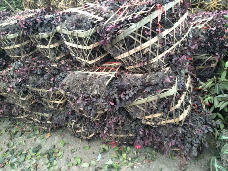 红花继木地苗袋苗毛球精球高20~150cm冠20到200