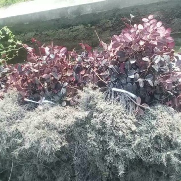 红花继木地苗袋苗毛球精球高20~150cm冠20到200