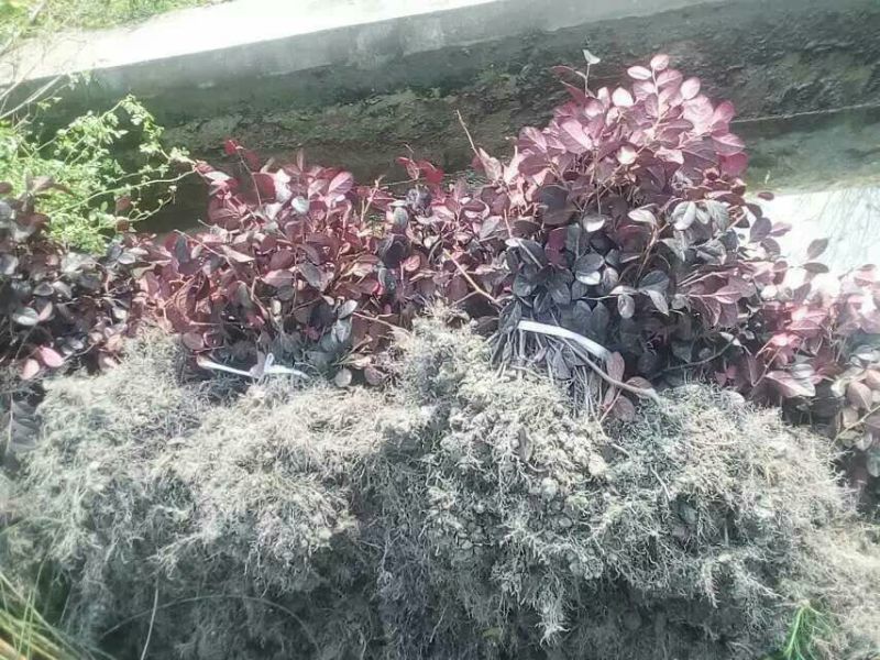 红花继木地苗袋苗毛球精球高20~150cm冠20到200