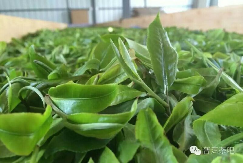 普洱茶