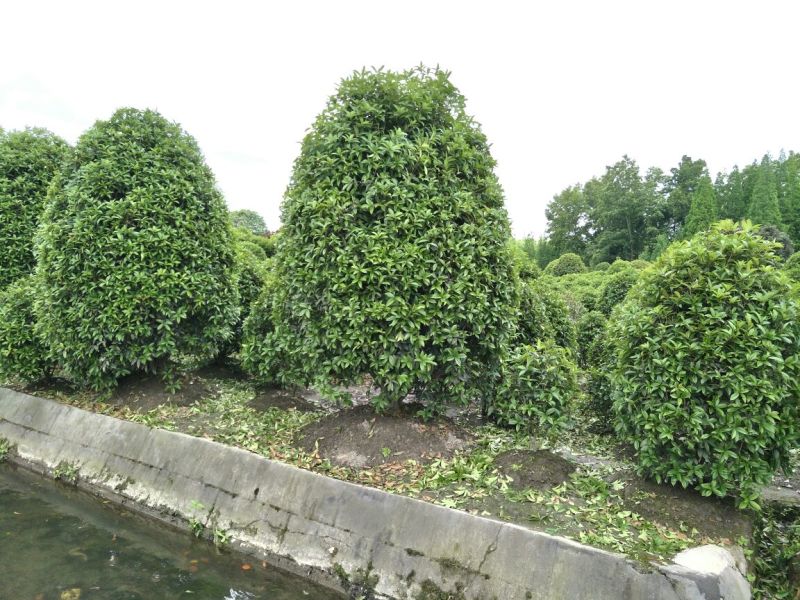 四川成都温江地笼丛生桂花基地长年出售地笼丛生桂花