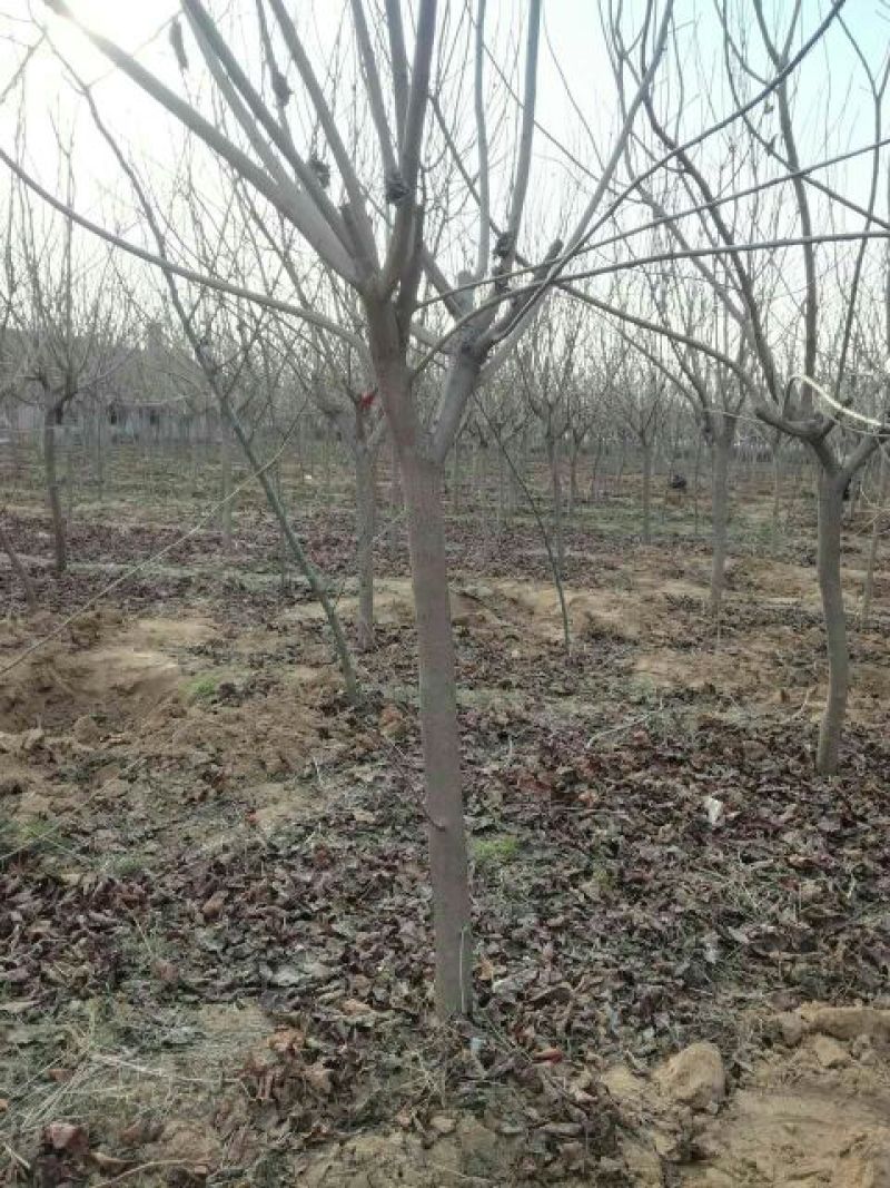 黄栌8~10cm2.5~3m