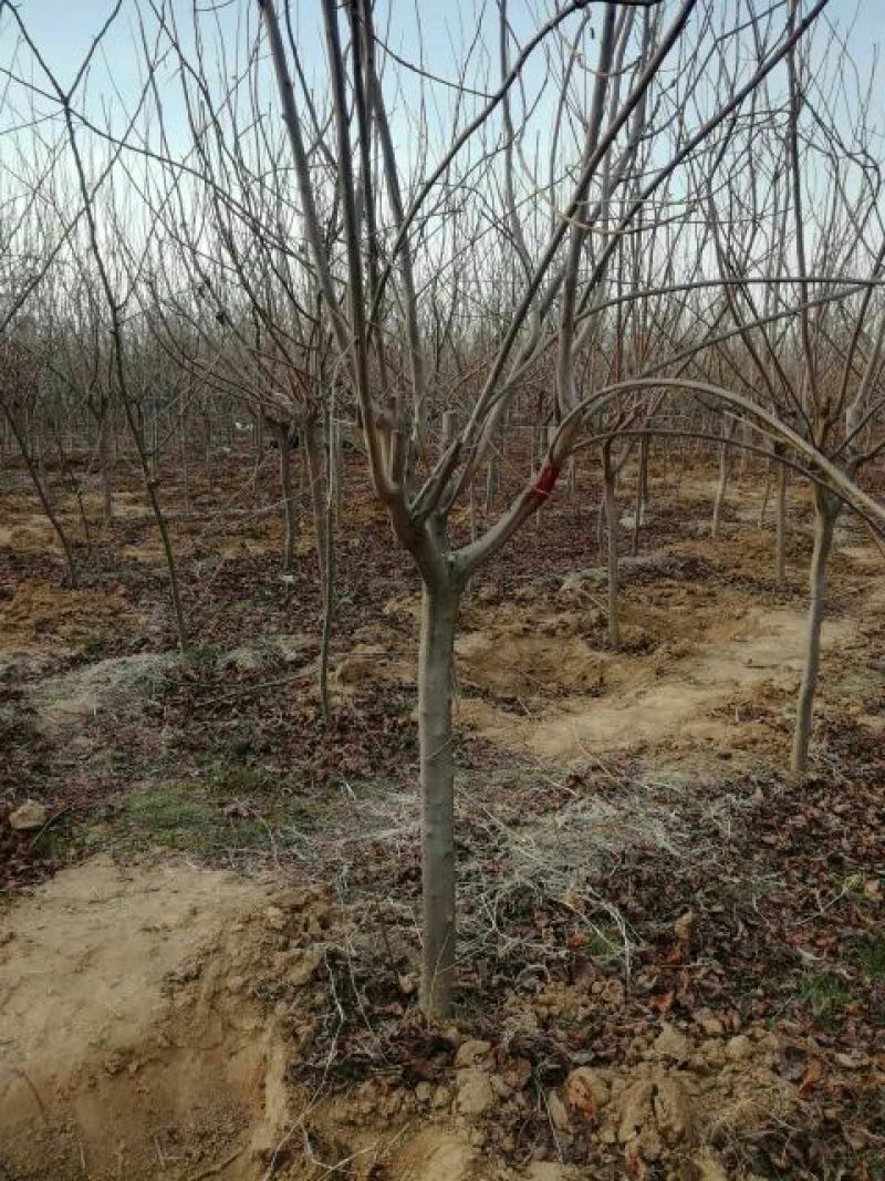 黄栌8~10cm2.5~3m