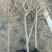黄栌8~10cm2.5~3m