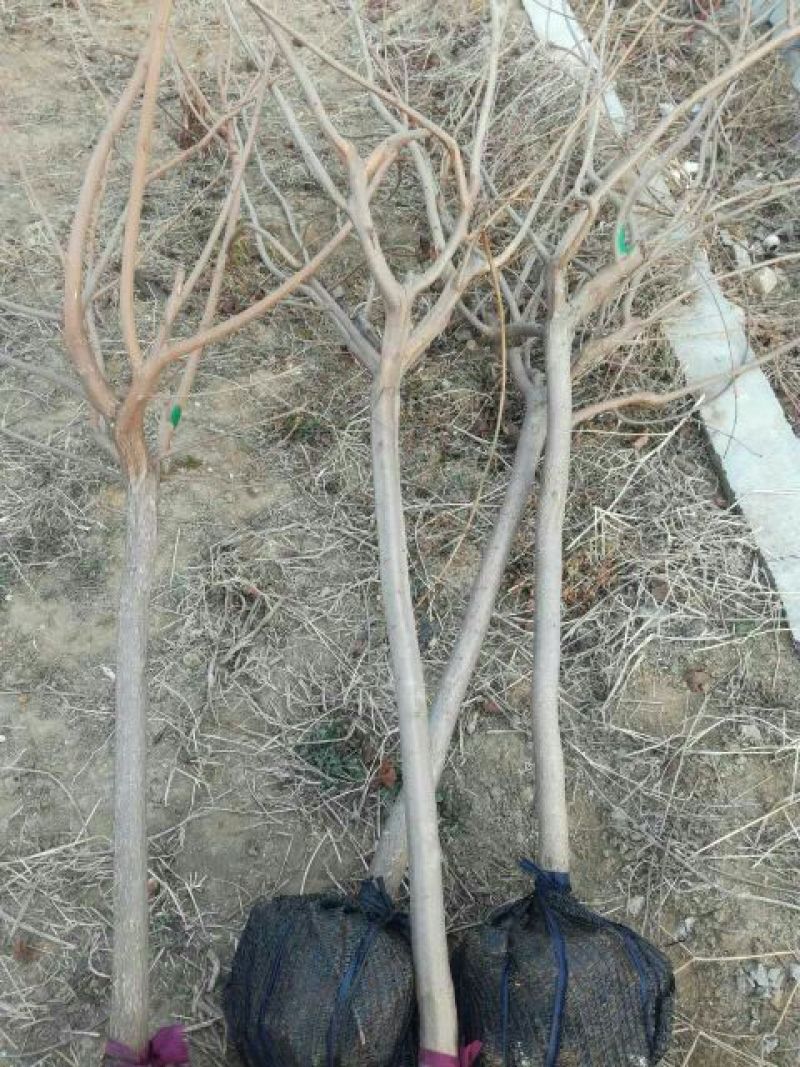 黄栌8~10cm2.5~3m